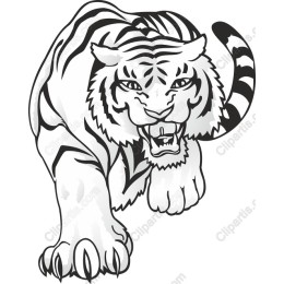 Majestic White Tiger