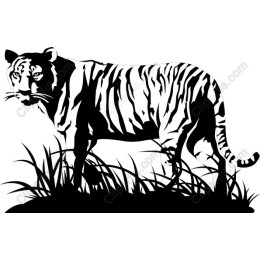 Majestic Tiger