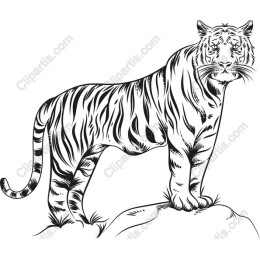 Majestic Tiger