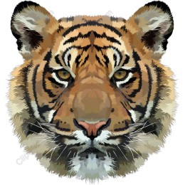 Majestic Tiger Face