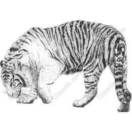 Majestic Tiger