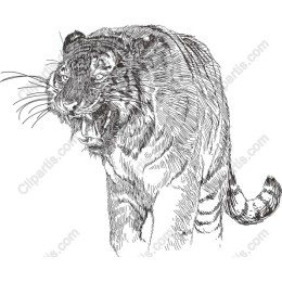 Fierce Tiger