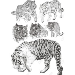 Tigers Bundle - Hand-Drawn