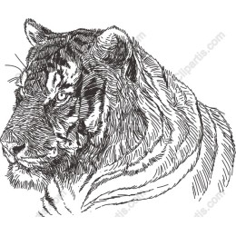 Majestic Tiger