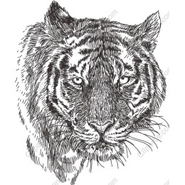 Majestic Tiger Head