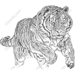 Majestic Tiger in Motion