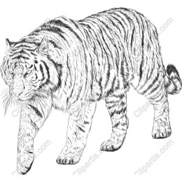 Majestic Tiger