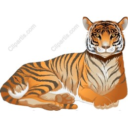 Majestic Tiger