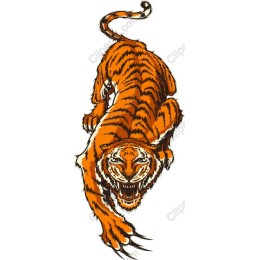 Fierce Tiger