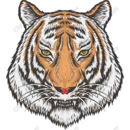 Majestic Tiger