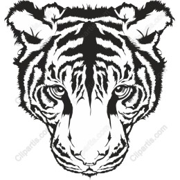 Majestic Black and White Tiger