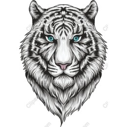 Majestic White Tiger