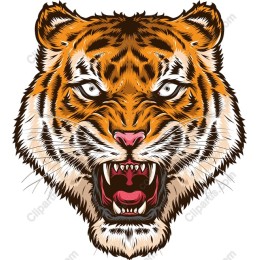 Fierce Tiger Head