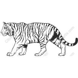 Majestic Tiger