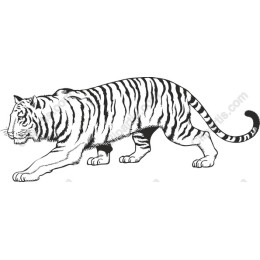 Majestic Walking Tiger