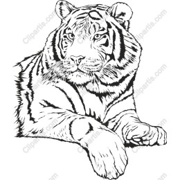 Majestic Tiger