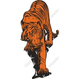 Majestic Tiger