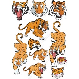 Tiger Collection - Majestic