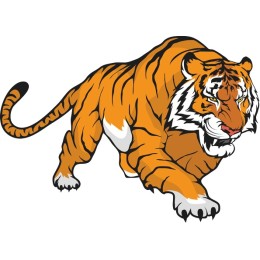 Majestic Tiger