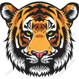 Majestic Tiger