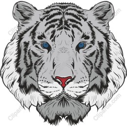 Majestic White Tiger Head