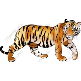 Majestic Tiger