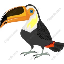 Colorful Toucan