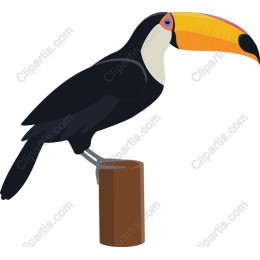 Vibrant Toucan Perched