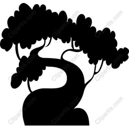 Elegant Bonsai Tree