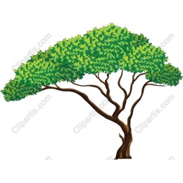 Vibrant Tree