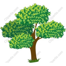 Vibrant Lush Green Tree