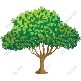 Lush Green Tree