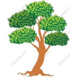 Lush Green Tree