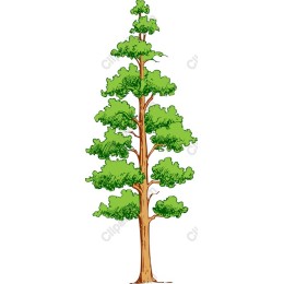 Majestic Evergreen Tree