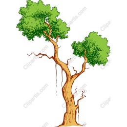 Lush Tree