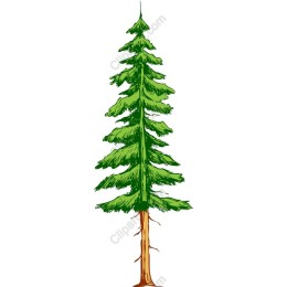 Lush Evergreen Tree