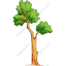Majestic Tree