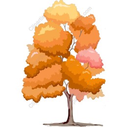 Autumn Splendor Tree