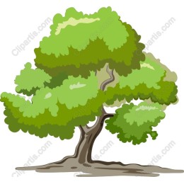 Lush Green Tree