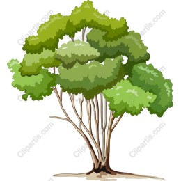 Lush Green Tree