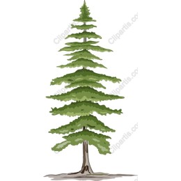 Evergreen Tree