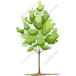 Lush Green Tree