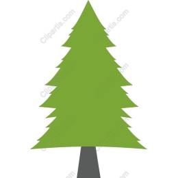 Evergreen Tree