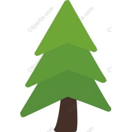 Evergreen Tree