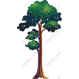 Majestic Tree