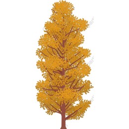 Golden Autumn Tree
