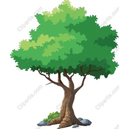Lush Green Tree