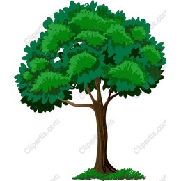 Vibrant Lush Green Tree