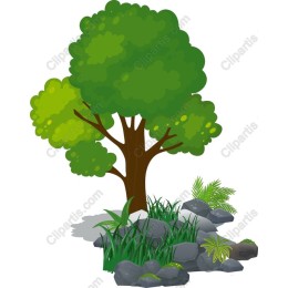 Lush Green Tree