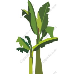 Tropical Banana Plant